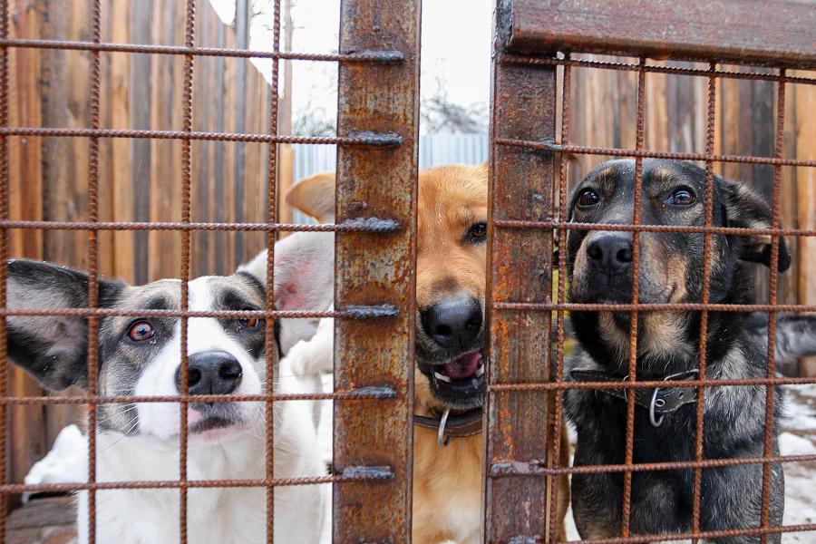 «Некуда девать»: как выглядит изнутри приют для бездомных животных