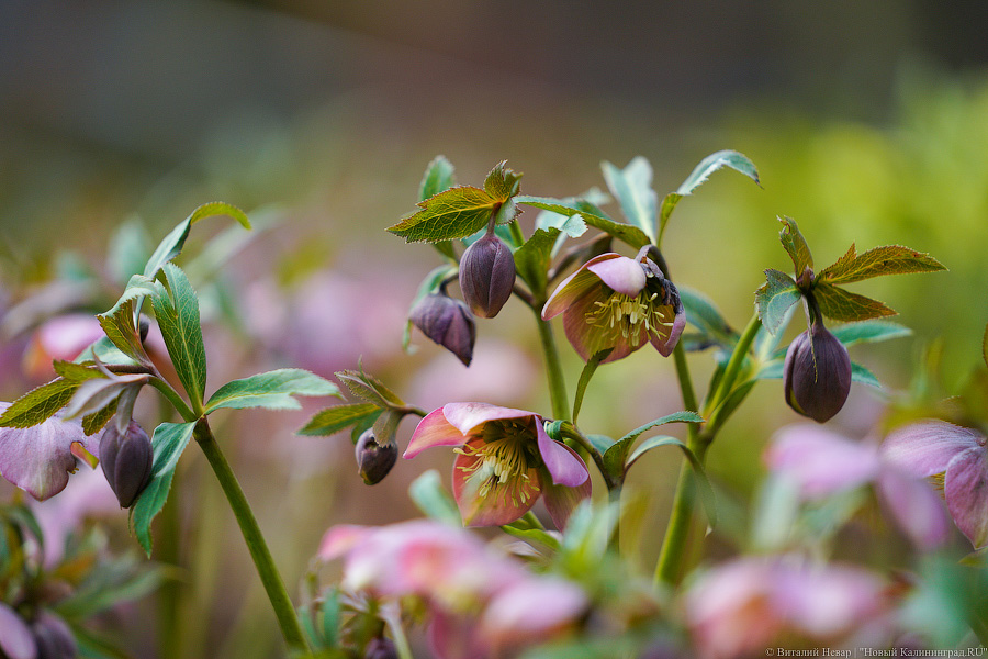 Весеннее обострение: посмотрите на первые цветы в Ботаническом саду БФУ им. Канта (фото)