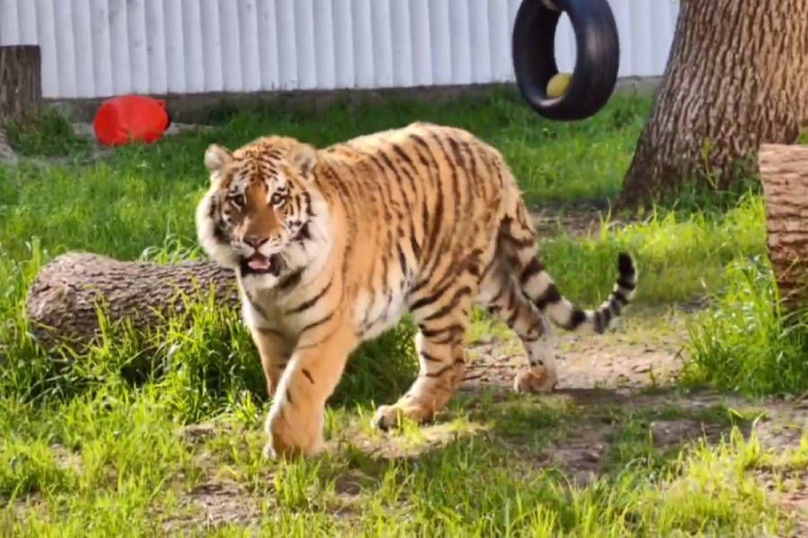 В Ростове-на-Дону сообщили о переезде амурского тигра в Калининградский зоопарк