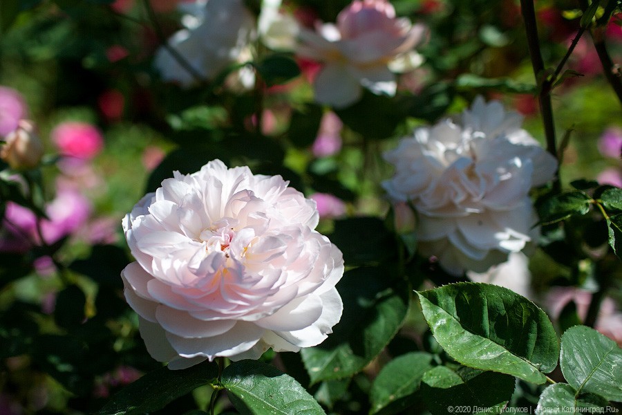 Розовое цветение: Ботанический сад открылся для посетителей (фото)