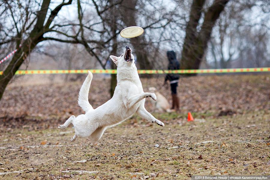 «Зубастые ловцы»: фоторепортаж с соревнований по дог-фрисби