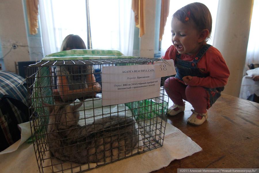 "Купи кота": фоторепортаж "Нового Калининграда.Ru"