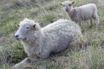 В Славском районе украдена овца, в Калининграде - дорогая удочка