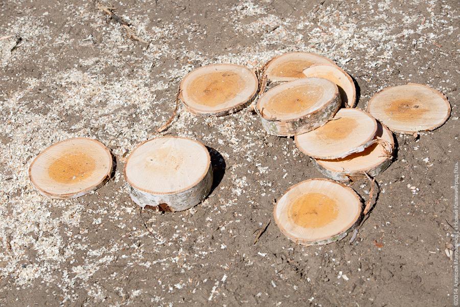 Лесной распил: как проходят соревнования лесорубов (фото)