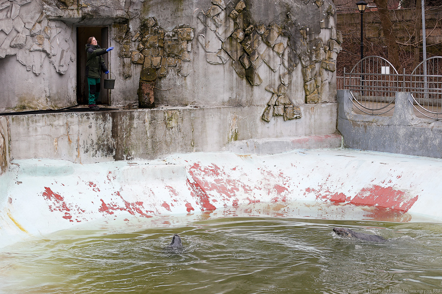Мама, это я: в Калининградском зоопарке родились три тюлененка