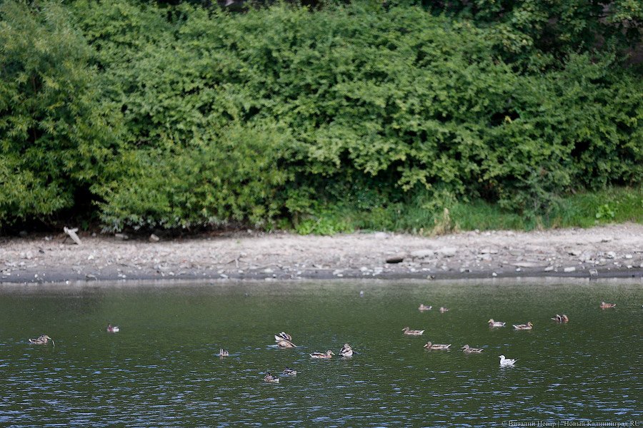 Сити-менеджер Черняховска: мы теряем Инструч и Анграпу