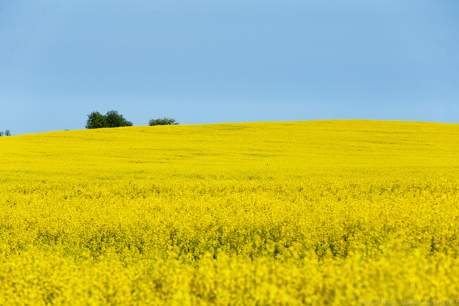 В этом году в Калининградской области решили отказаться от Дня поля