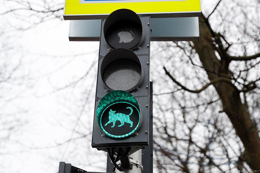 В Зеленоградске больше не работает «кошачий» светофор