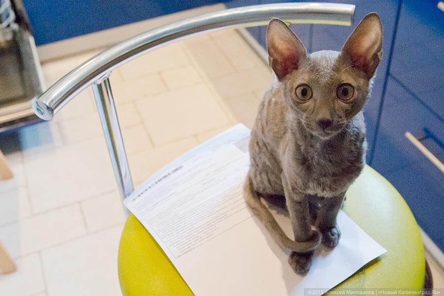 Фото — Алексей Милованов, «Новый Калининград.Ru»