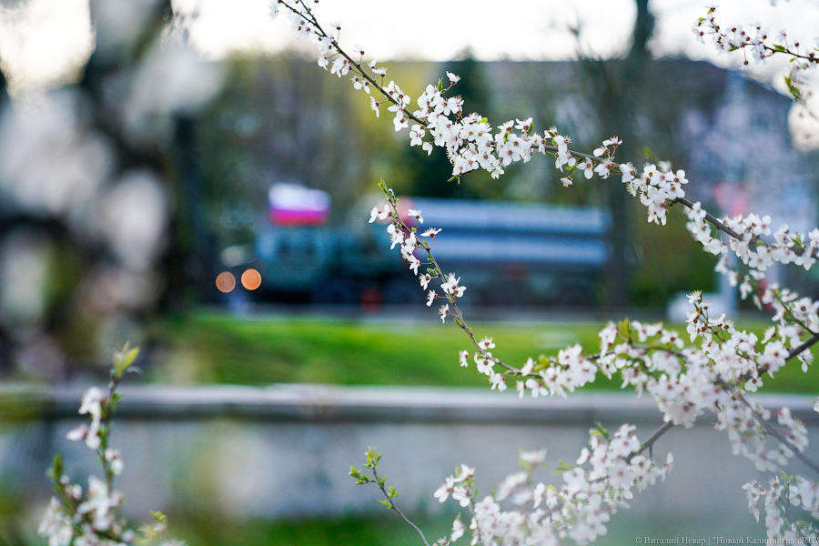 Вечерний марш: в Калининграде прошла репетиция парада Победы (фото)