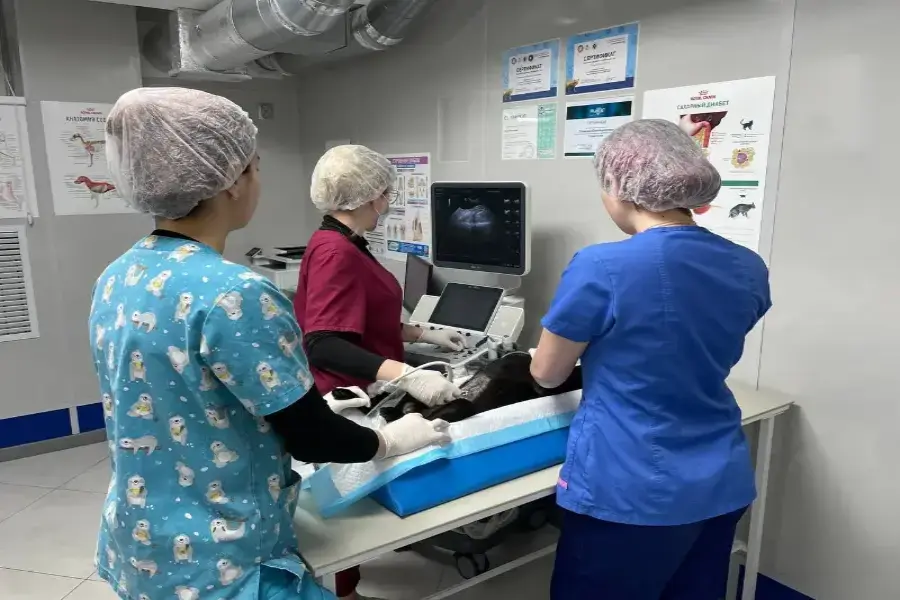 ГБУВ КО «Областная СББЖ»