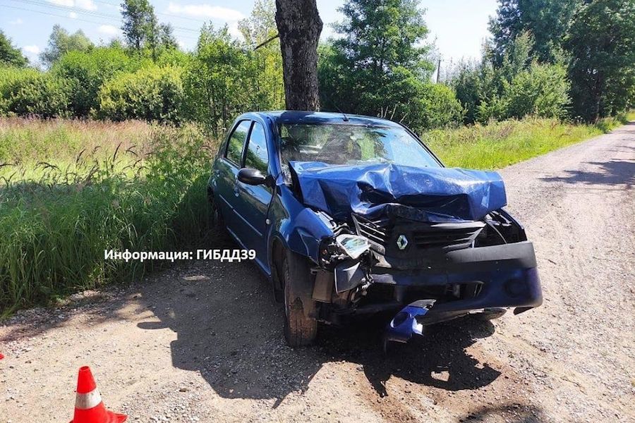 Под Озерском «Рено» врезался в дерево из-за выскочившей на дорогу косули (фото)
