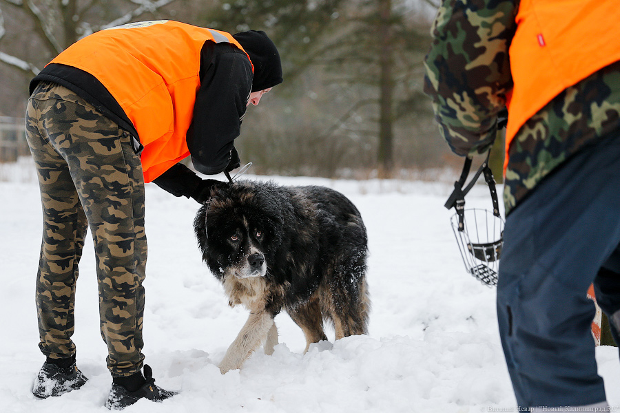 «Петля, намордник, ошейник»: как волонтеры бездомных собак отлавливают