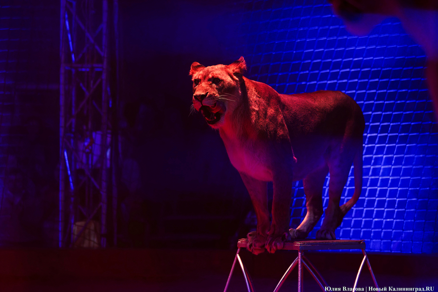 Цирк, дрессировщик и львы: в Калининграде проходят съемки фильма «Встань и иди» (фото)