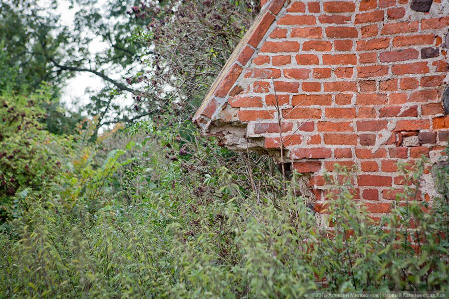 Исчезая в зелени: руины кирхи XIV века в поселке Яблоневка Гурьевского района