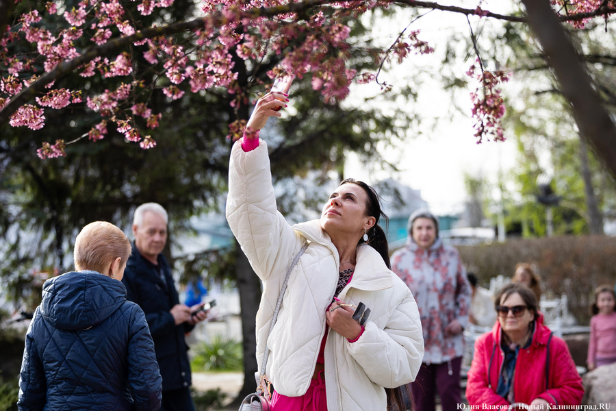 Розовое облако: в Калининграде расцвела сакура (фото)