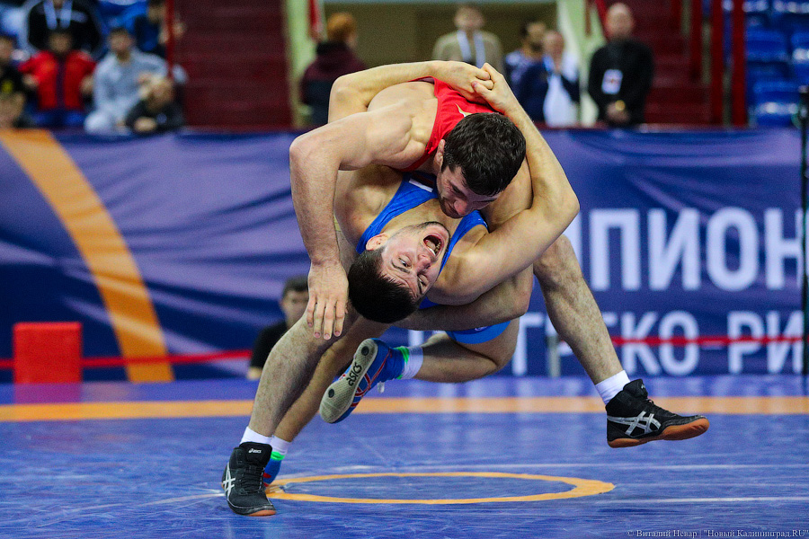 Просто мощь: чемпионат России по греко-римской борьбе идет в Калининграде (фото)