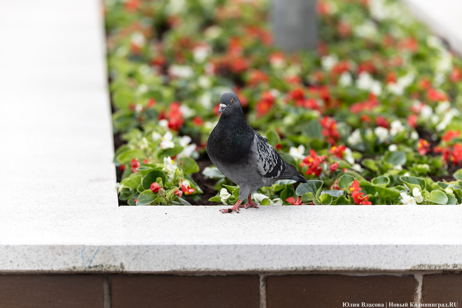Вместо развалившихся: на улицу Баранова вернули вазоны-лавки за 12,5 млн рублей (фото)