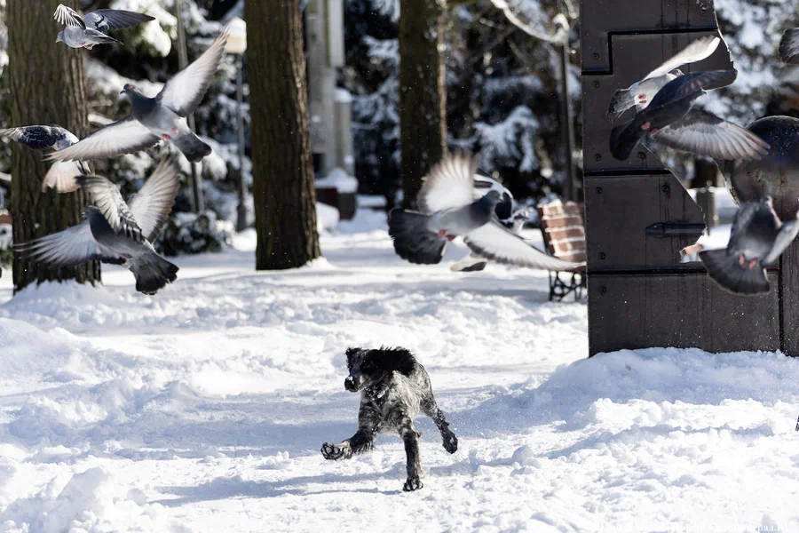 Погода в Калининградской области 11 января