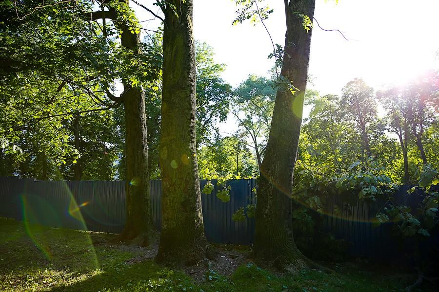 Все законно: власти Калининграда проиграли суд за сквер на улице Горького у прокуратуры