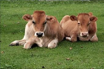 Минсельхоз пообещал обеспечить фермеров заказами на выращивание бычков