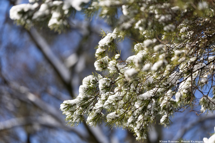 В Калининградской области сократилось число нарушений лесного законодательства