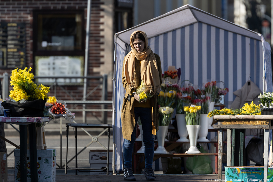 Кругом мимозы и тюльпаны: как выглядят улицы Калининграда 8 марта (фото)