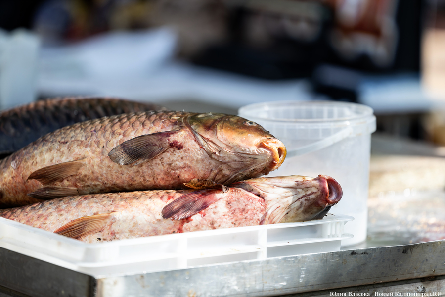 В Калининградскую область не пустили 24 тонны рыбы с Фарерских островов 