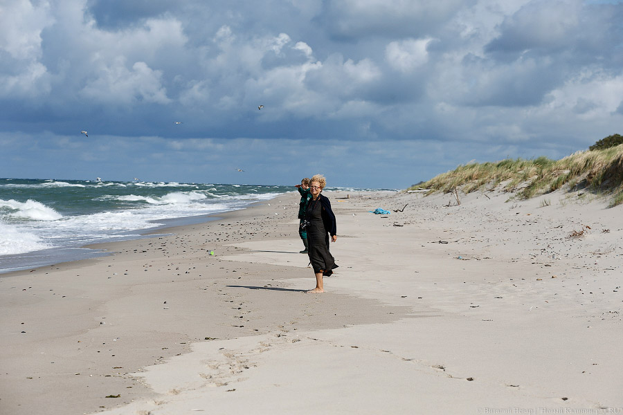 Тюлений «выпускной»: как животные из зоопарка обрели свободу на Балтике