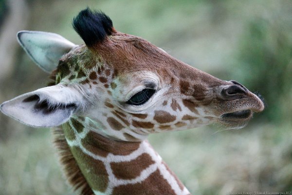В Калининградском зоопарке планируют отремонтировать жирафник