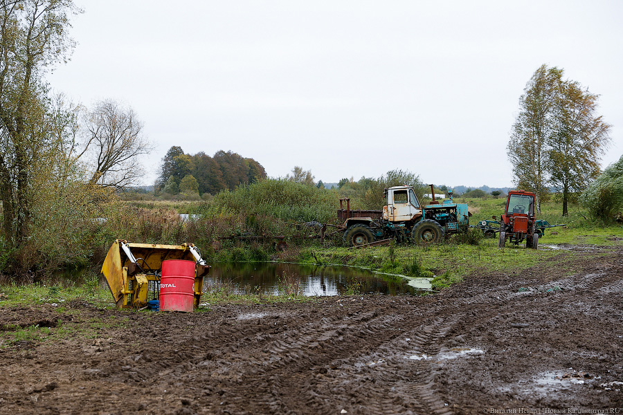 Картошка с молоком: как живут «лучшие начинающие фермеры России» из Славска