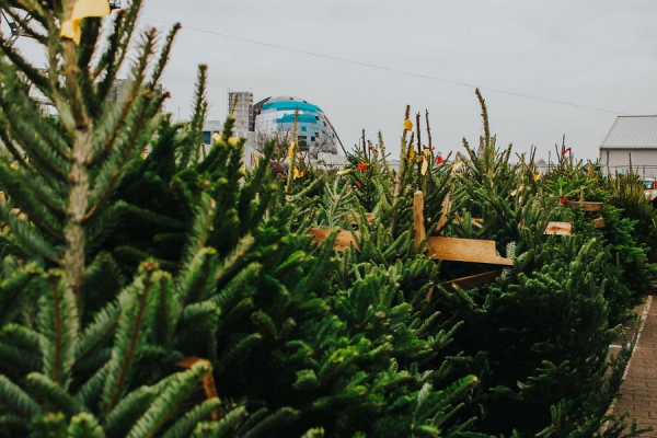 В Калининграде на Портовой открывается ежегодный ёлочный базар