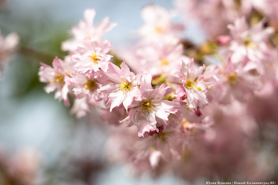 Показываем, как в Ботаническом саду цветут магнолии (фото)