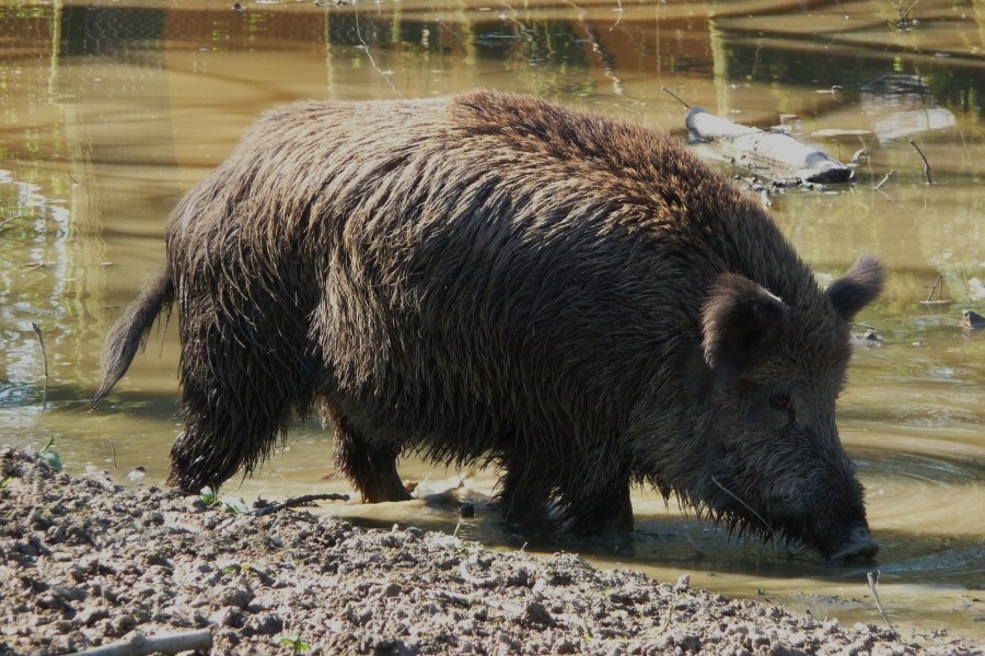 В Польше полиция разобралась с кабаном, съевшим чужие вареники