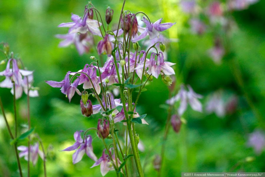 "Самая зеленая зона": фоторепортаж "Нового Калининграда.Ru"