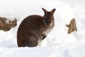 Макак и кенгуру перевели в тепло: зоопарк Калининграда готовится к суровым морозам