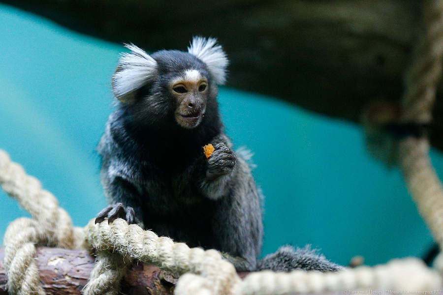 Само очарование: «фотосессия» семейства игрунок в Калининградском зоопарке 