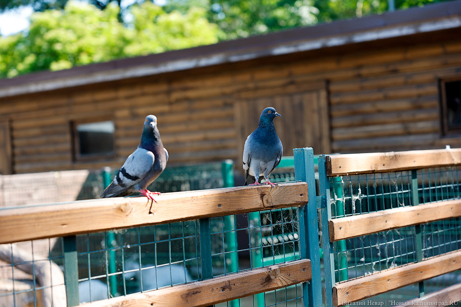 Последний транш: как Калининградский зоопарк завершает совместный с Евросоюзом проект (фото)