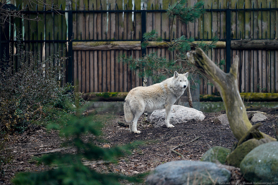 Кость пушистая: посмотрите на животных в Калининградском зоопарке после зимы (фото)