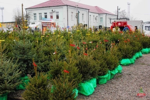 В Калининграде открывается елочный базар на Портовой