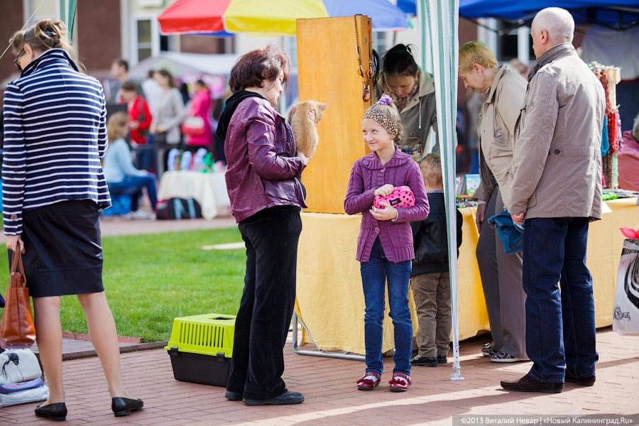 Кот — друг человека: в Калининграде отметили очередной кошачий праздник