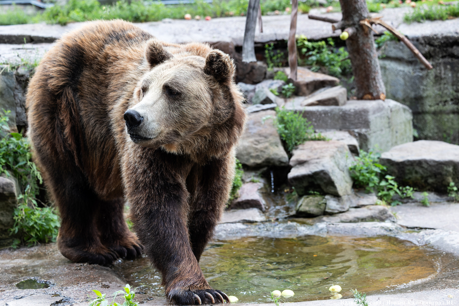 Медведь Фима. Фото: Юлия Власова / Новый Калининград