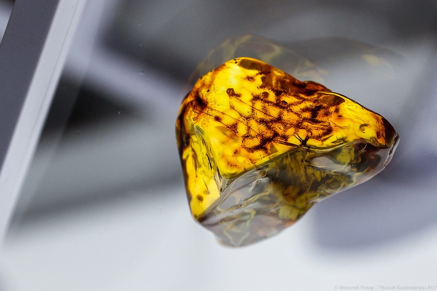 Янтарная козявка: чем закончились первые в Калининграде торги по инклюзам (фото)