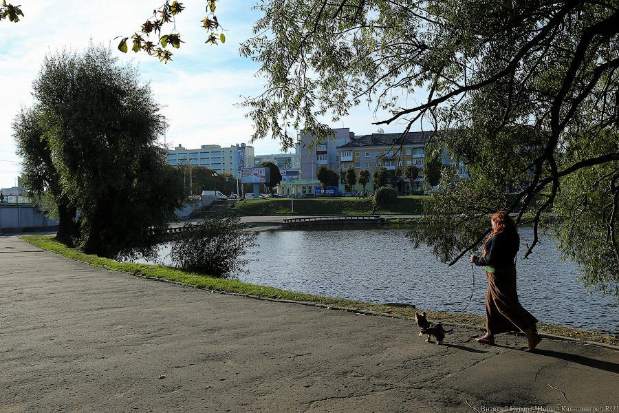 Чтобы жертв не было: власти Калининграда жалеют, что обрезали не все деревья