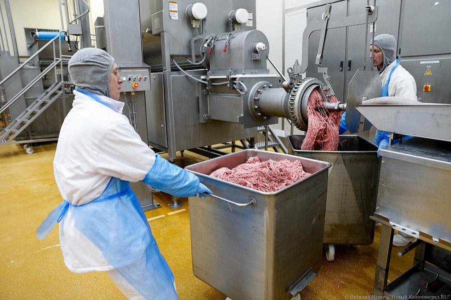 Галопом по котлетам: главе Минсельхоза РФ показали два завода в Калининграде