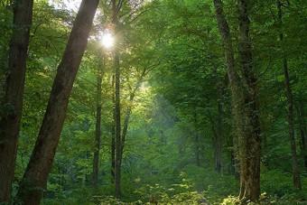 Две пожилые женщины заблудились на болоте под Полесском