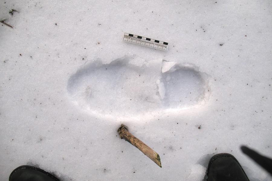 Двое мужчин пытались разобрать действующие рельсы на металлолом (фото)