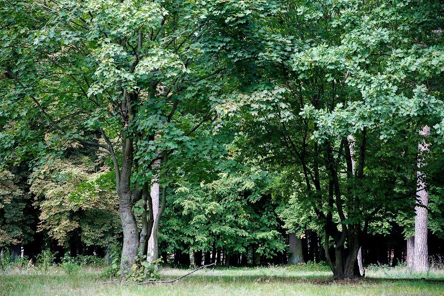Жителям Польши с 20 апреля обещают разрешить посещать леса и парки