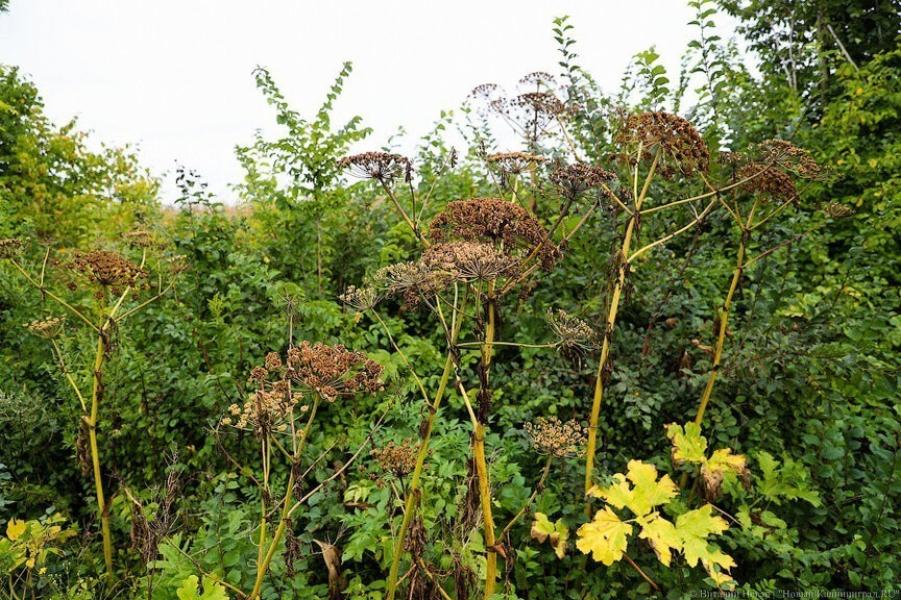 Правительство области решило не тратить 50 млн руб. на уничтожение борщевика