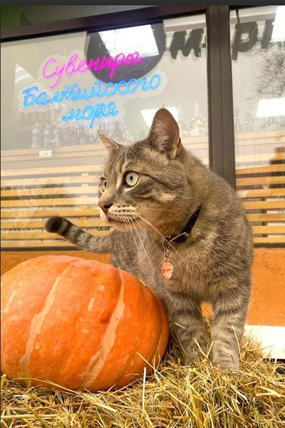 Роспотребнадзор призвал хозяев магазина ответственно отнестись к «уволенному» коту Сергею